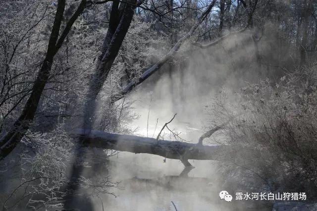 机智问答网页-你的智慧问答助手小白菜豆腐怎么做?